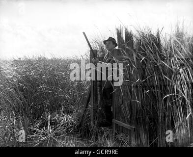 Jagd - Duck Shoot - Norfolk Broads Stockfoto