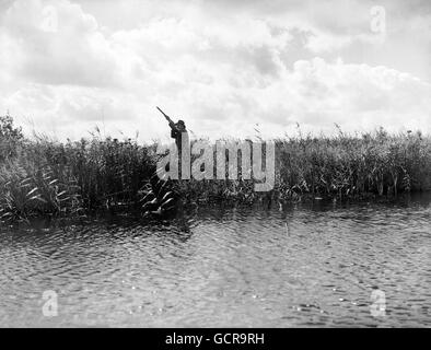 Herr Jack Malabar schoss auf eine hohe Ente Aus dem Schilf Stockfoto
