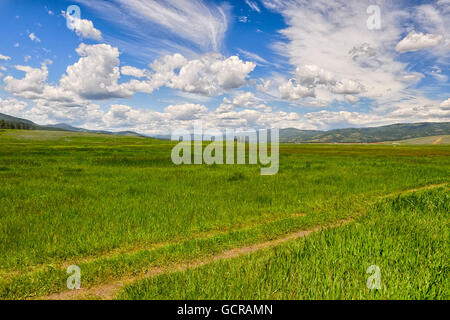 Offenem Grasland und den großen Himmel, Montana. Stockfoto