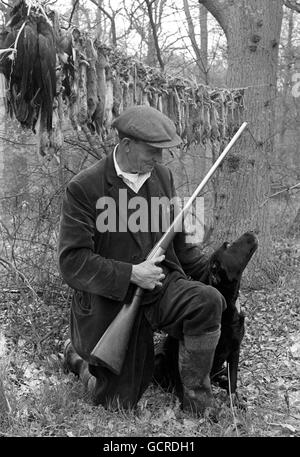 An einer Schnur im Wald hängt ein Beutel mit 70 Grauhörnchen und 70 Aaskrähen, die alle von Walter Hildatch, dem Wildhüter auf Lord Lichfields Norbury Shoot, als „Vermin“ angesehen werden. Die Dreharbeiten sind Teil des Geländes der Shugborough Hall, die Lord Lichfield gehört, der auch als Fotograf Patrick Lichfield bekannt ist. Stockfoto