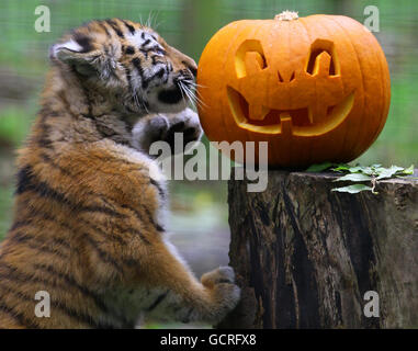 Rosa, eine 4 Monate alte Sibirische Tiger Cub, untersucht einen Kürbis im Port Lympne Wild Animal Park in Kent. Stockfoto