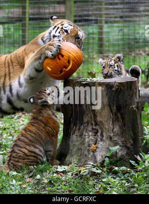 Halloween Stockfoto