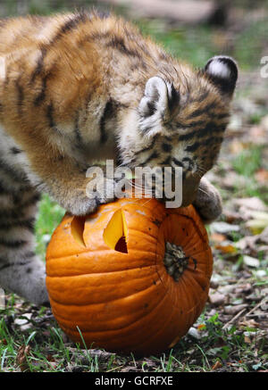 Halloween. Rosa, eine 4 Monate alte Sibirische Tiger Cub, untersucht einen Kürbis im Port Lympne Wild Animal Park in Kent. Stockfoto