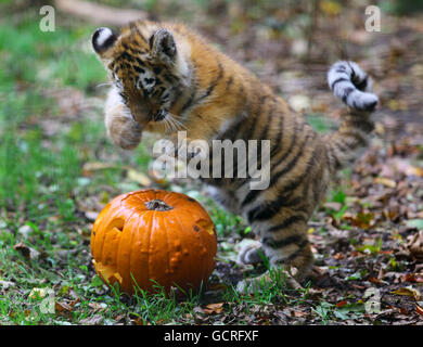 Halloween Stockfoto