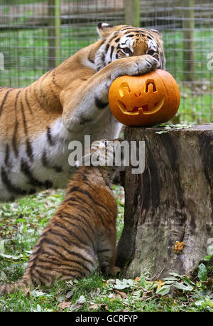 Halloween Stockfoto