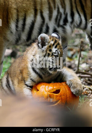 Rosa, eine 4 Monate alte Sibirische Tiger Cub, untersucht einen Kürbis im Port Lympne Wild Animal Park in Kent. Stockfoto