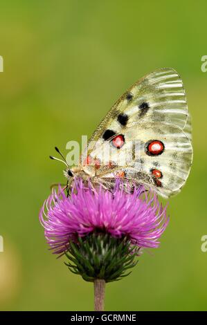 Apollo (schon Apollo), Zernez, Unterengadin, Graubünden, Schweiz Stockfoto