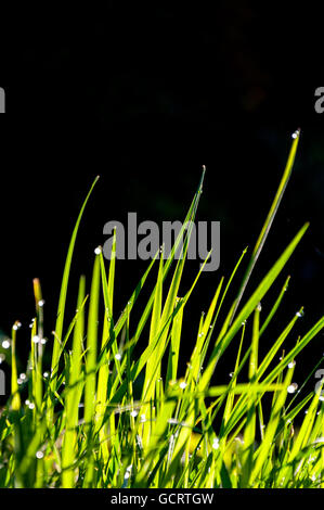 Tautropfen auf Rasen auf Wiese Stockfoto