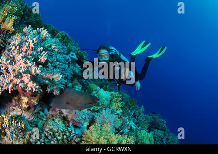 Weibliche Taucher am Riesen Muräne (Gymnothorax Javanicus), Shark Yolanda Riff, Ras Mohammed Nationalpark, Sinai, Sharm el-Sheik Stockfoto