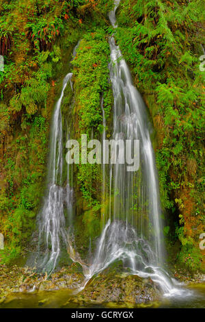 Beautiful Salmon Creek Falls umgeben von üppiger grüner Vegetation. Stockfoto
