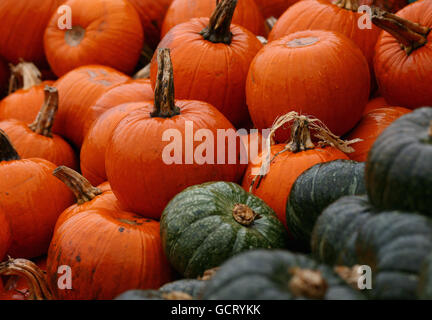 Halloween 2010. Eine allgemeine Ansicht der Kürbisse zum Verkauf bei Slindon Pumkins in West Sussex. Stockfoto