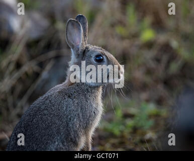 Jungen gemeinsamen Wildkaninchen (Oryctolagus Cuniculus) sitzen und aufmerksam auf einer Wiese an einem frostigen Morgen mit Tau Stockfoto