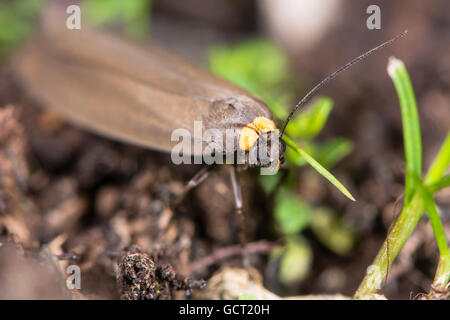 Red-necked Footman (Atolmis Rubricollis). Lokal verteilt Wald Arten in der Familie Erebidae, Familie Arctiinae Stockfoto