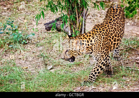 Leopard, Panther oder Panthera Pardus in der Wildnis zu Fuß auf dem Boden suchen nach Beute zu ernähren Stockfoto