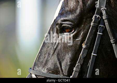 Pferderennen - Weatherbys Jump Meeting - Kempton Park. Detail eines Pferdes Stockfoto