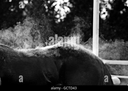 Pferderennen - Weatherbys Jump Meeting - Kempton Park. Nach der Hürde der „National Hunt“-Novizen der Londoner irischen Familienzone steigt der Dampf eines Pferdes auf Stockfoto