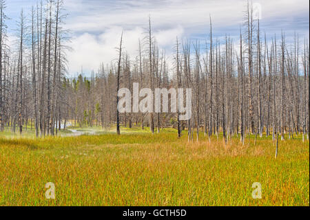 Wald der toten Bäumen entlang der Grand Loop Road, Yellowstone-Nationalpark Stockfoto