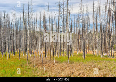 Wald der toten Bäumen entlang der Grand Loop Road, Yellowstone-Nationalpark Stockfoto