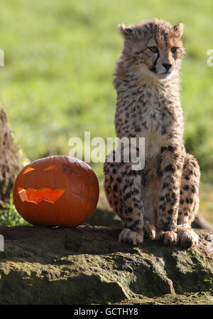 Ein 20 Monate altes Gepard-Junge genießt in seinem Gehege im Whipsnade Zoo, Bedfordshire, eine Kürbisüberraschung, während die Tierpfleger ihr erstes richtiges „fettes“ Abendessen in geschnitzten Kürbissen servieren. Stockfoto