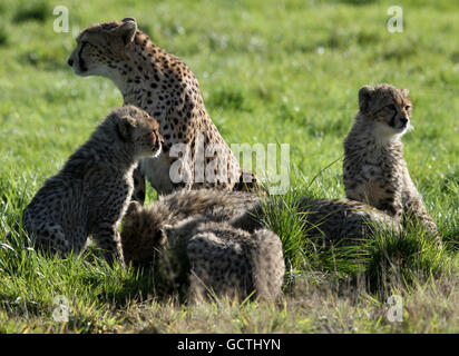 20 Monate alte Gepardenjungen in ihrem Gehege im Whipsnade Zoo, Bedfordshire. Stockfoto