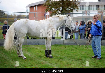 Horse Racing - Breeders Tag - Lingfield Park Stockfoto