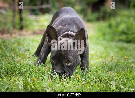 Süße französische Bulldogge Welpen im park Stockfoto