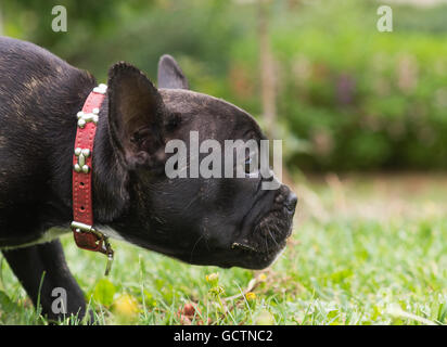 Süße französische Bulldogge Welpen im park Stockfoto