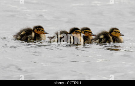 Entlein zum Attenborough Nature Reserve. Eine Brut von Entchen, die am vergangenen Montag (1. November) im Attenborough Nature Reserve, Nottinghamshire, geschlüpft ist. Stockfoto