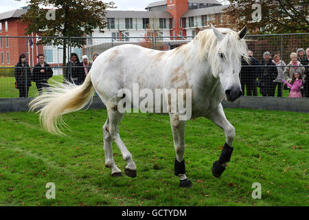 Horse Racing - Breeders Tag - Lingfield Park Stockfoto