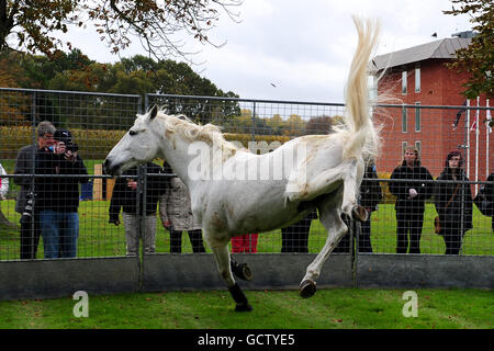 Horse Racing - Breeders Tag - Lingfield Park Stockfoto