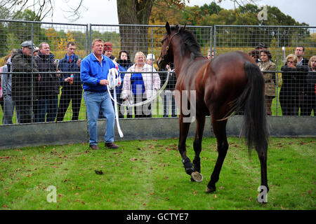 Horse Racing - Breeders Tag - Lingfield Park Stockfoto