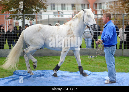 Horse Racing - Breeders Tag - Lingfield Park Stockfoto