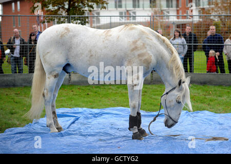 Horse Racing - Breeders Tag - Lingfield Park Stockfoto