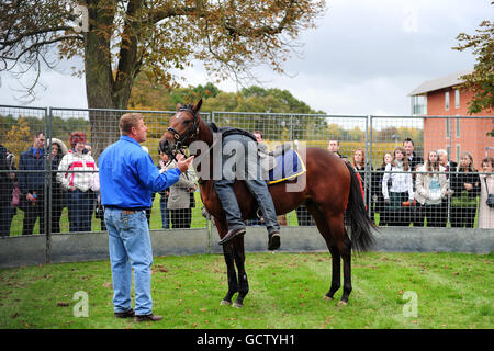 Horse Racing - Breeders Tag - Lingfield Park Stockfoto