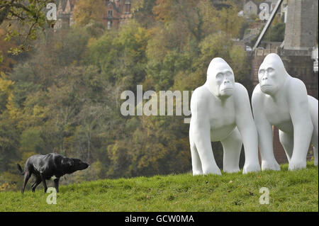 Ein Hund nähert sich im Rahmen einer öffentlichen Massenkunstveranstaltung zur Feier des 175. Geburtstages von Bristol ZooGardens vorsichtig einer Reihe lebensgroßer Gorilla-Skulpturen neben der Clifton Suspension Bridge. Stockfoto