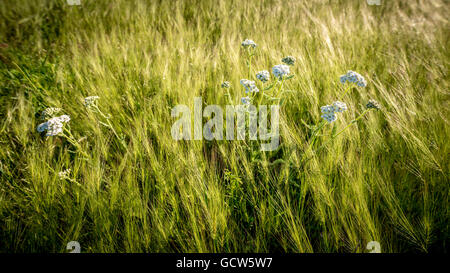 Wildblumen in Natur-weiß und grün Stockfoto