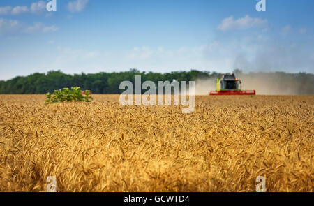 Mähdrescher beim Ernten von Weizen an sonnigen Sommertag. Stockfoto