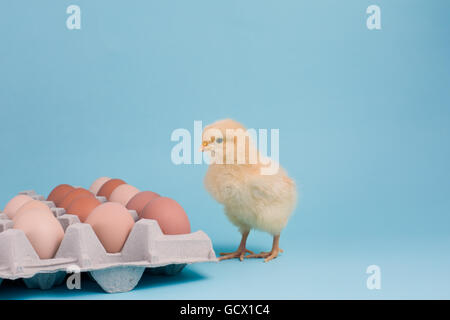 Eine frisch geschlüpfte Buff Orpington chick steht in der Nähe ein Ei Karton frische braune Eier auf blauem Hintergrund Stockfoto