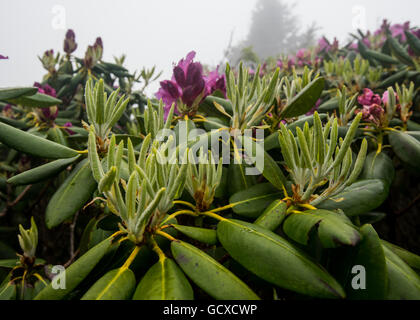 Neue Blätter am Rhododendron-Busch im Morgennebel Stockfoto