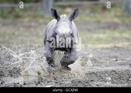 Neues Nashorn im Zoo von Dublin. Der Dublin Zoo stellt sein neues Nashornkalb vor, als er seine ersten Schritte mit seiner Mutter Ashanti unternimmt. Stockfoto