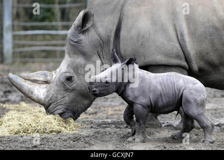 Neues Nashorn im Zoo von Dublin. Der Dublin Zoo stellt sein neues Nashornkalb vor, als er seine ersten Schritte mit seiner Mutter Ashanti unternimmt. Stockfoto