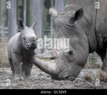 Dublin Zoo stellt sein neues Nashornkalb vor, als er seine ersten Schritte mit seiner Mutter Ashanti unternimmt. Stockfoto