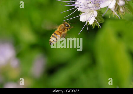 Eine Biene auf einer Lacy Phacelia (Phacelia Tanacetifolia) Stockfoto