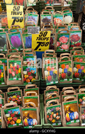 Blumenmarkt, Amsterdam, Holland, Niederlande, Europa Stockfoto