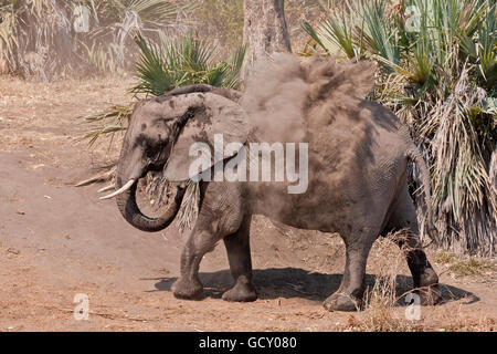 Afrikanischer Elefant (Loxodonta Africana) Staub baden, Krüger Nationalpark, Südafrika Stockfoto