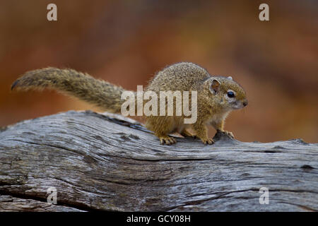 Afrikanischen Baum Eichhörnchen (Paraxerus Cepapi), Krüger Nationalpark, Südafrika Stockfoto