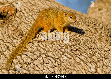 Afrikanischen Baum Eichhörnchen (Paraxerus Cepapi), Krüger Nationalpark, Südafrika Stockfoto