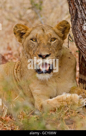 Löwin (Panthera Leo) im Busch, Krüger Nationalpark, Südafrika Stockfoto