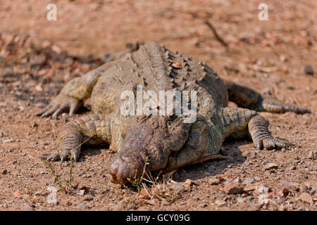 Nil-Krokodil (Crocodylus Niloticus) an einer Wasserstelle, Krüger Nationalpark, Südafrika Stockfoto