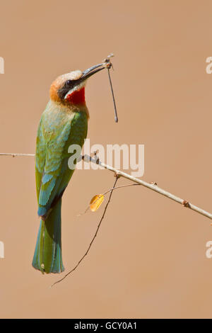 White-fronted Bienenfresser (Merops Bullockoides) auf einem Zweig, Krüger Nationalpark, Südafrika, Afrika Stockfoto